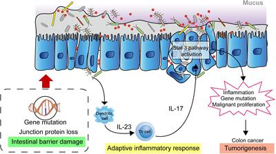 Gut Microbiota-Mediated Modulation of Cancer Progression and Therapy Efficacy